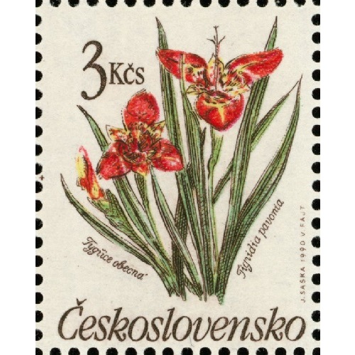 Známka 1990 Československo čistá, Tygřice obecná (Tygridia pavonia)